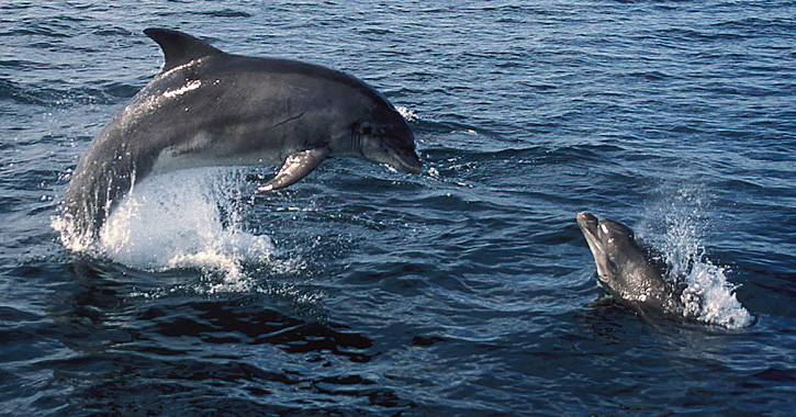 Pair of Dolphins jumping out of water on Durham Heritage Coast by P.Evans